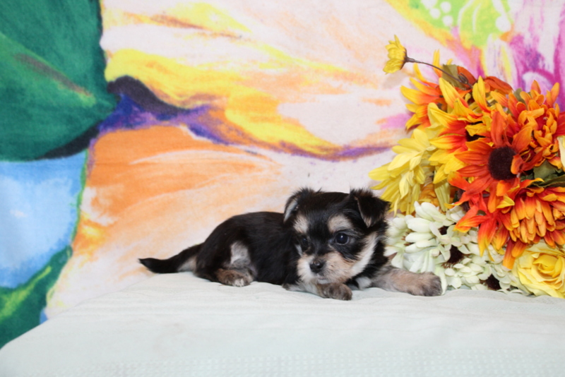 puppy, for, sale, Morkie, Matthew B. Stoltzfus, dog, breeder, Gap, PA, dog-breeder, puppy-for-sale, forsale, nearby, find, puppyfind, locator, puppylocator, aca